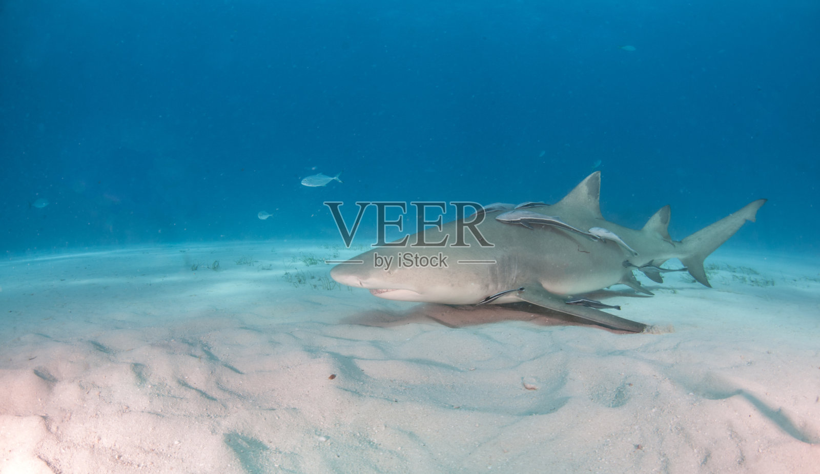巴哈马群岛的柠檬鲨照片摄影图片