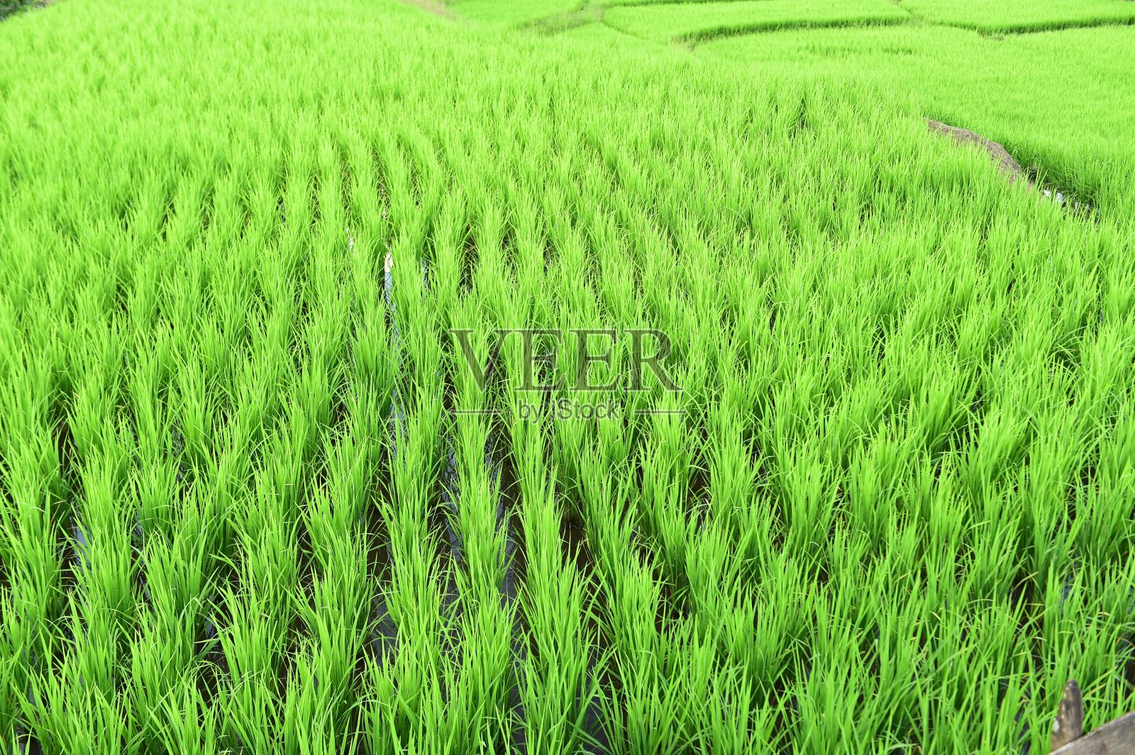 近距离观察成熟的水稻照片摄影图片