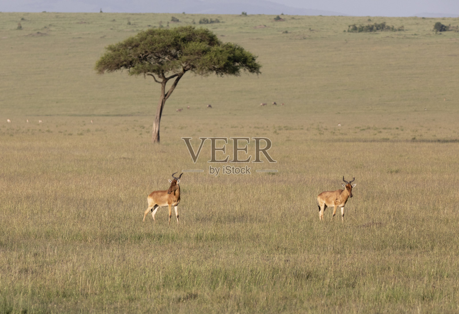 在肯尼亚非洲马赛马拉野生动物保护区的草地上行走的羚羊照片摄影图片