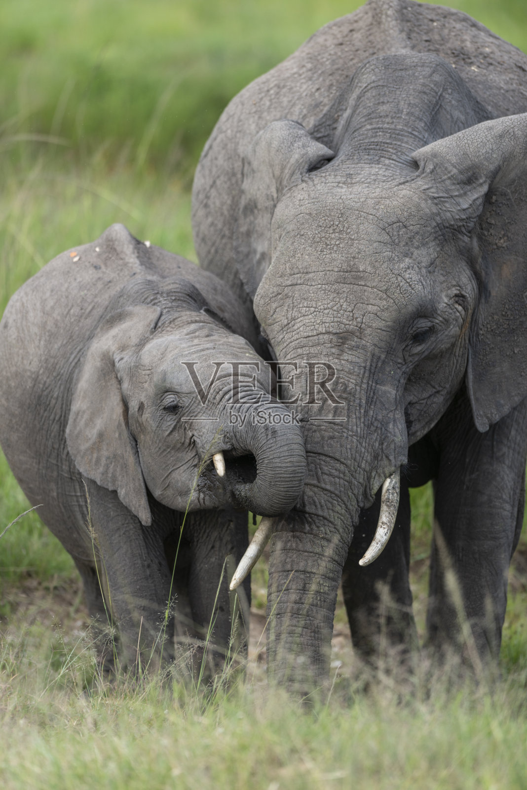 非洲肯尼亚马赛马拉野生动物保护区，大象妈妈和小象在喝水照片摄影图片