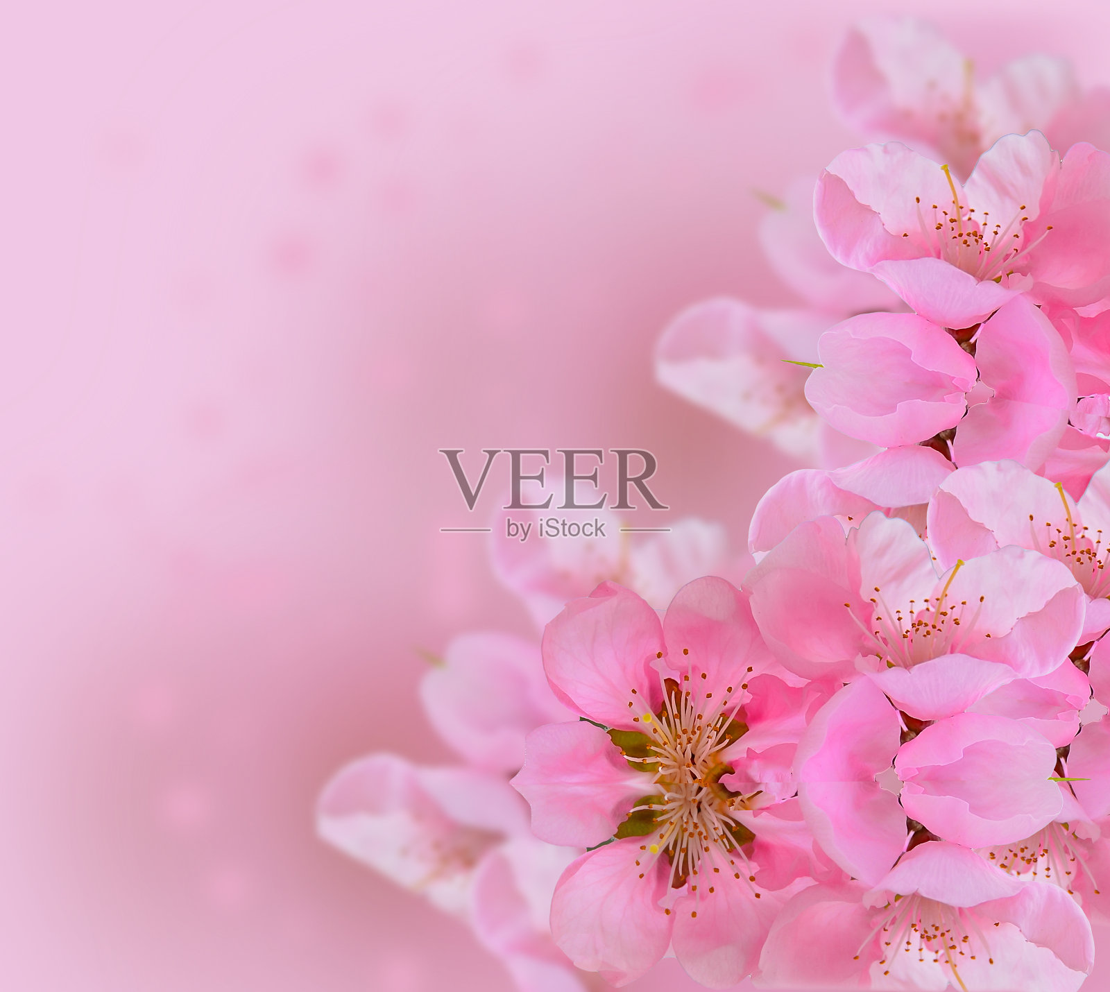 桃红色春花为你的文字背景空间照片摄影图片