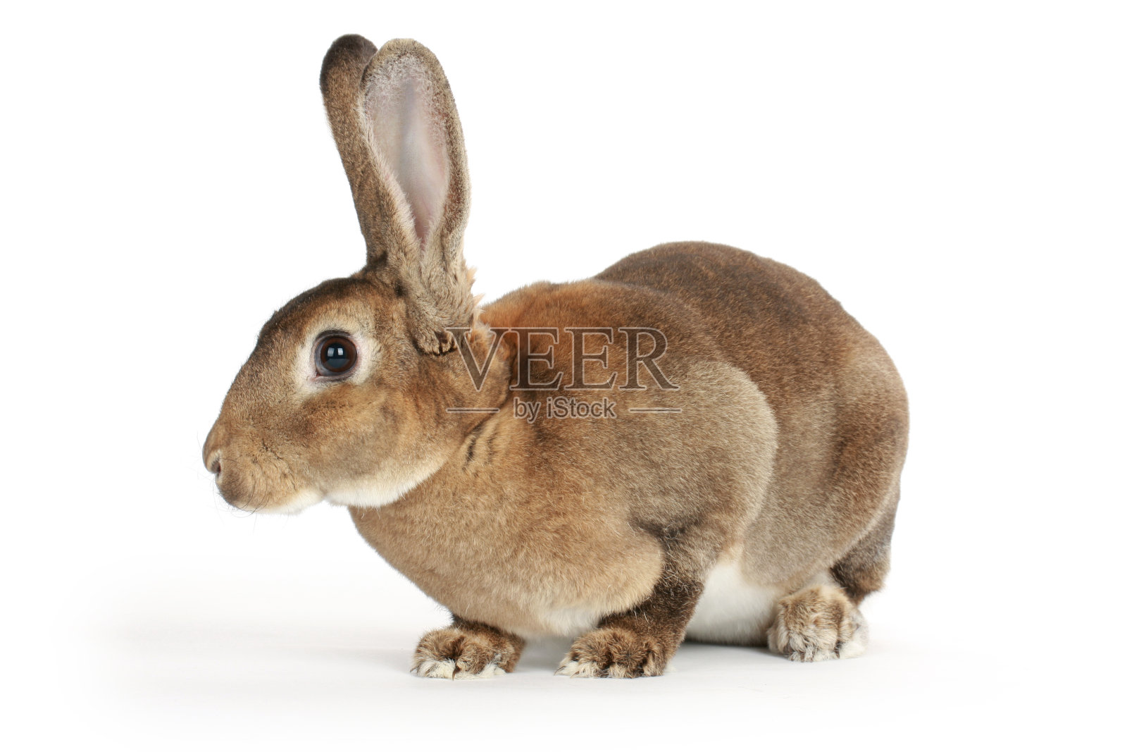 棕色小兔子孤立在白色背景照片摄影图片