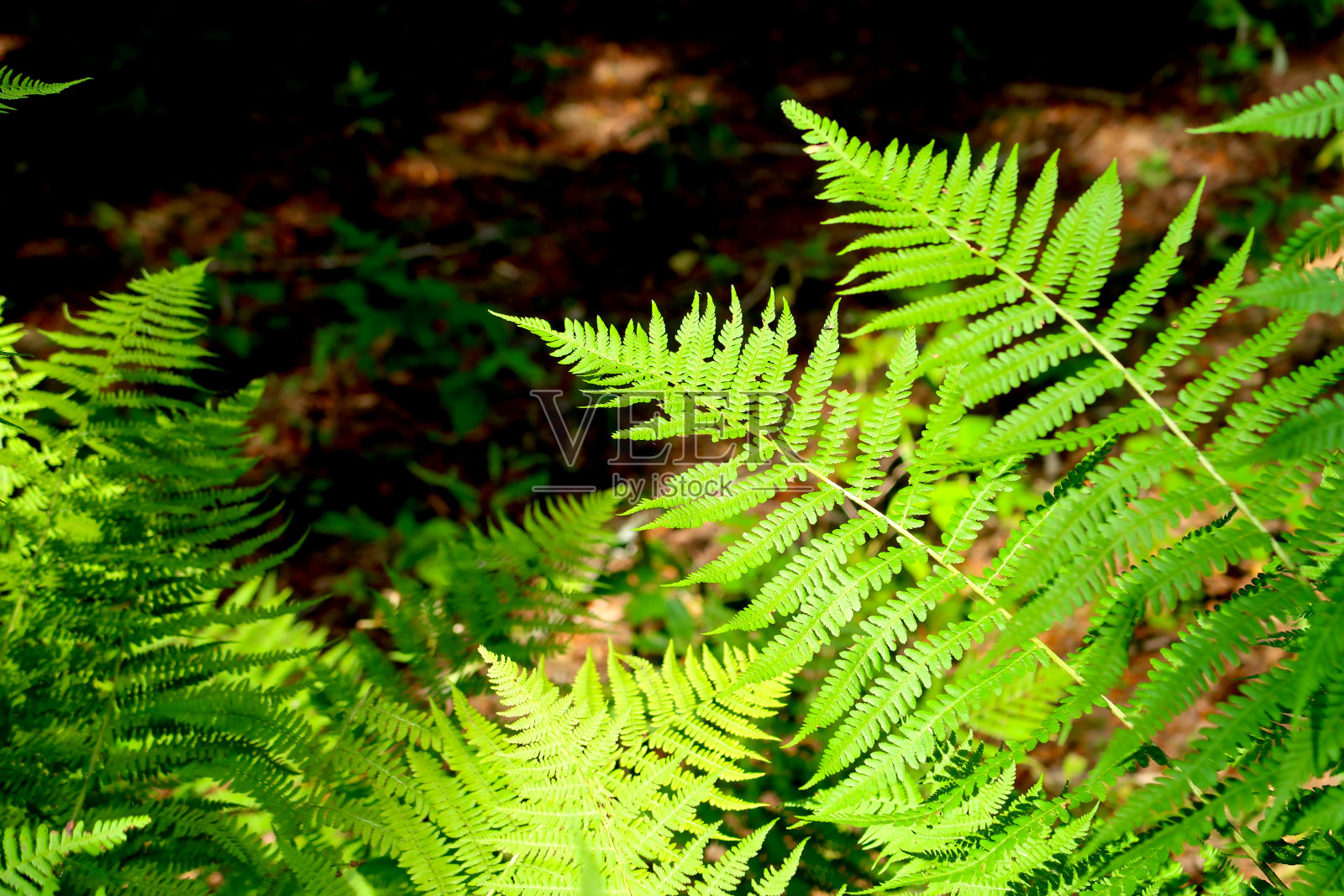 美丽的蕨类叶子在下午的阳光与模糊的背景森林。自然蕨类叶图案背景。照片摄影图片