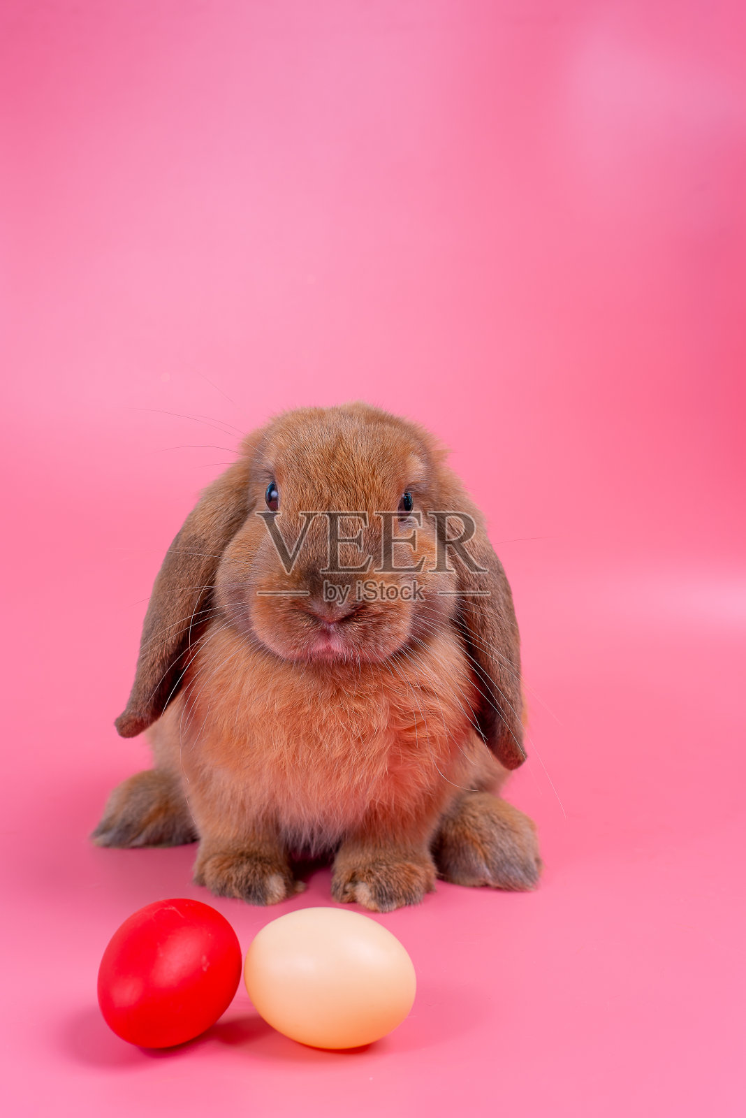 棕色的兔子留在复活节彩蛋后面，粉红色的背景和复制空间照片摄影图片