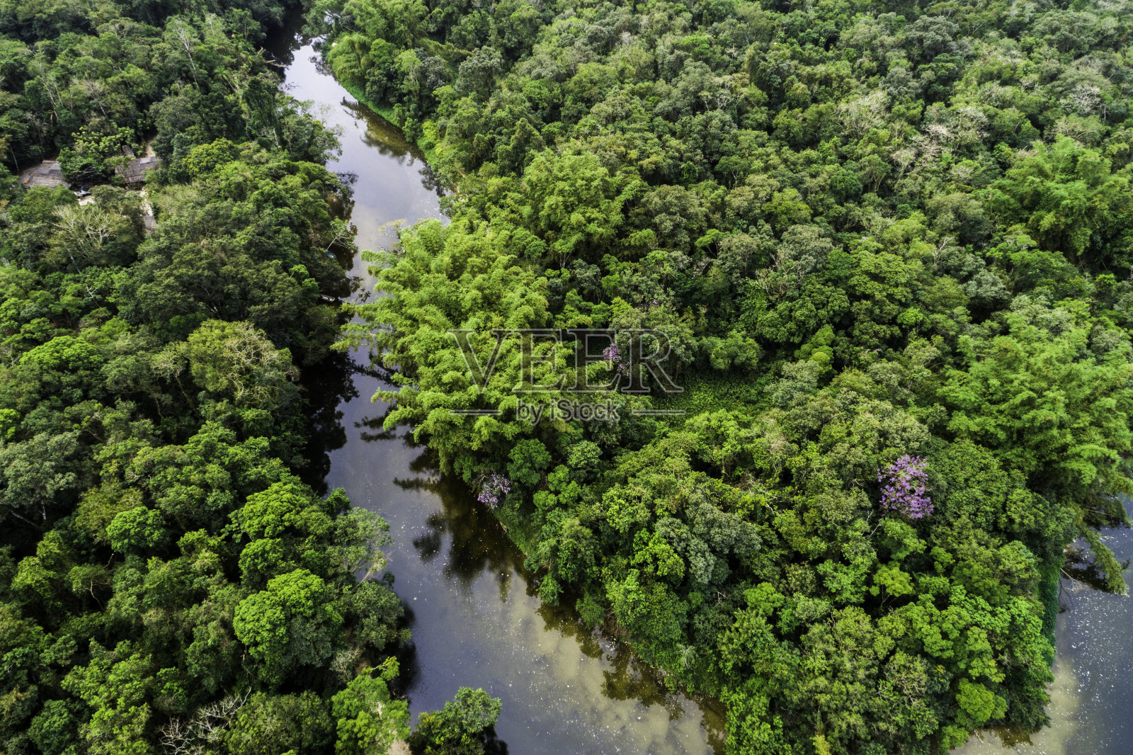 热带雨林的鸟瞰图照片摄影图片