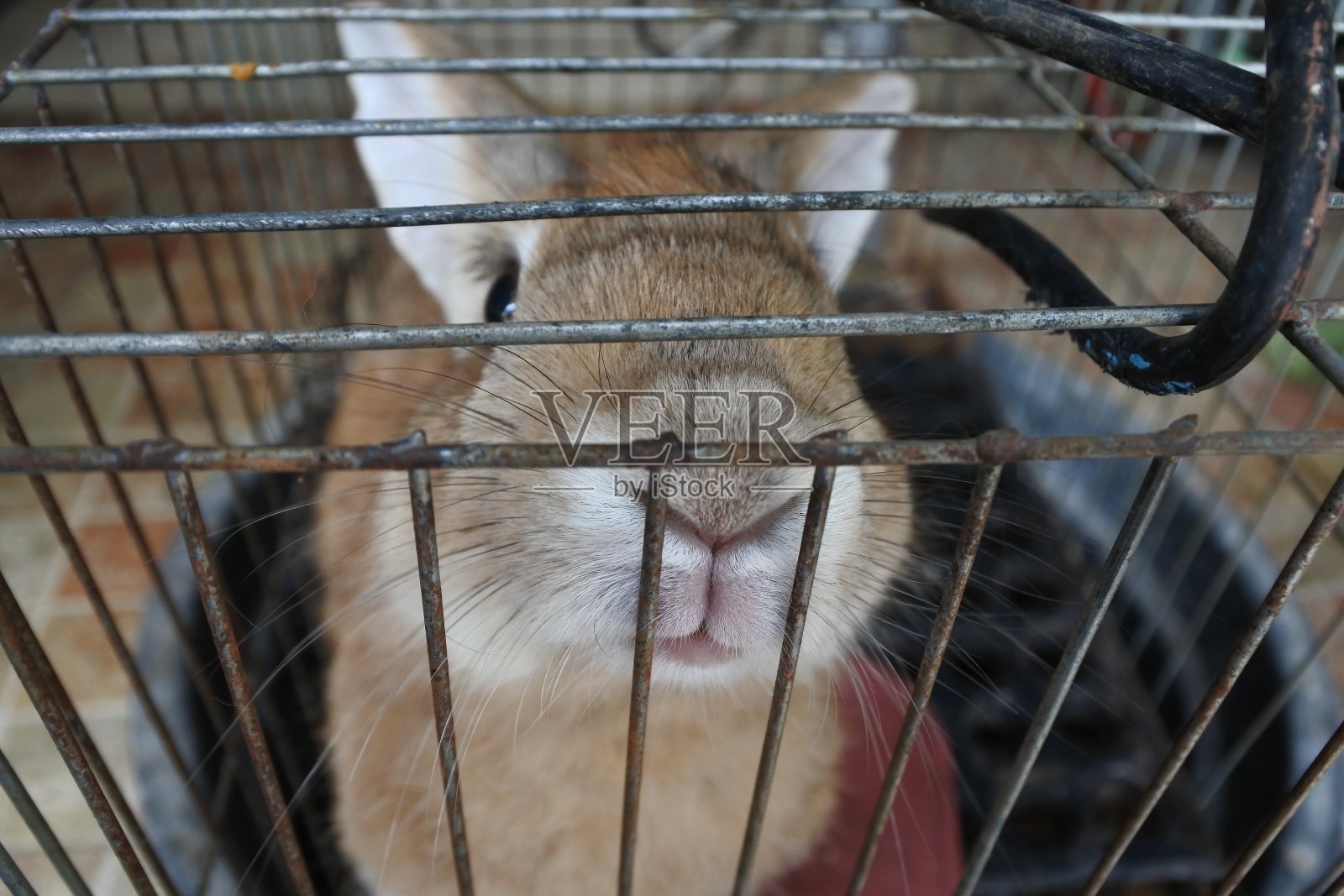 笼子里可爱的兔子脸照片摄影图片