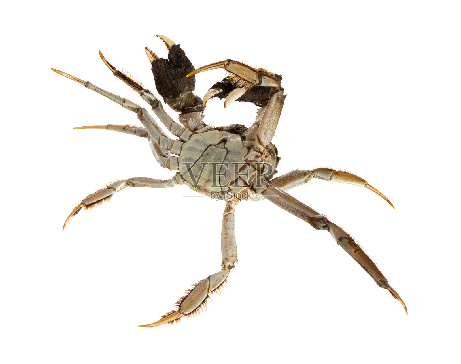 雄性中华绒螯蟹孤立于白色背景上照片摄影图片