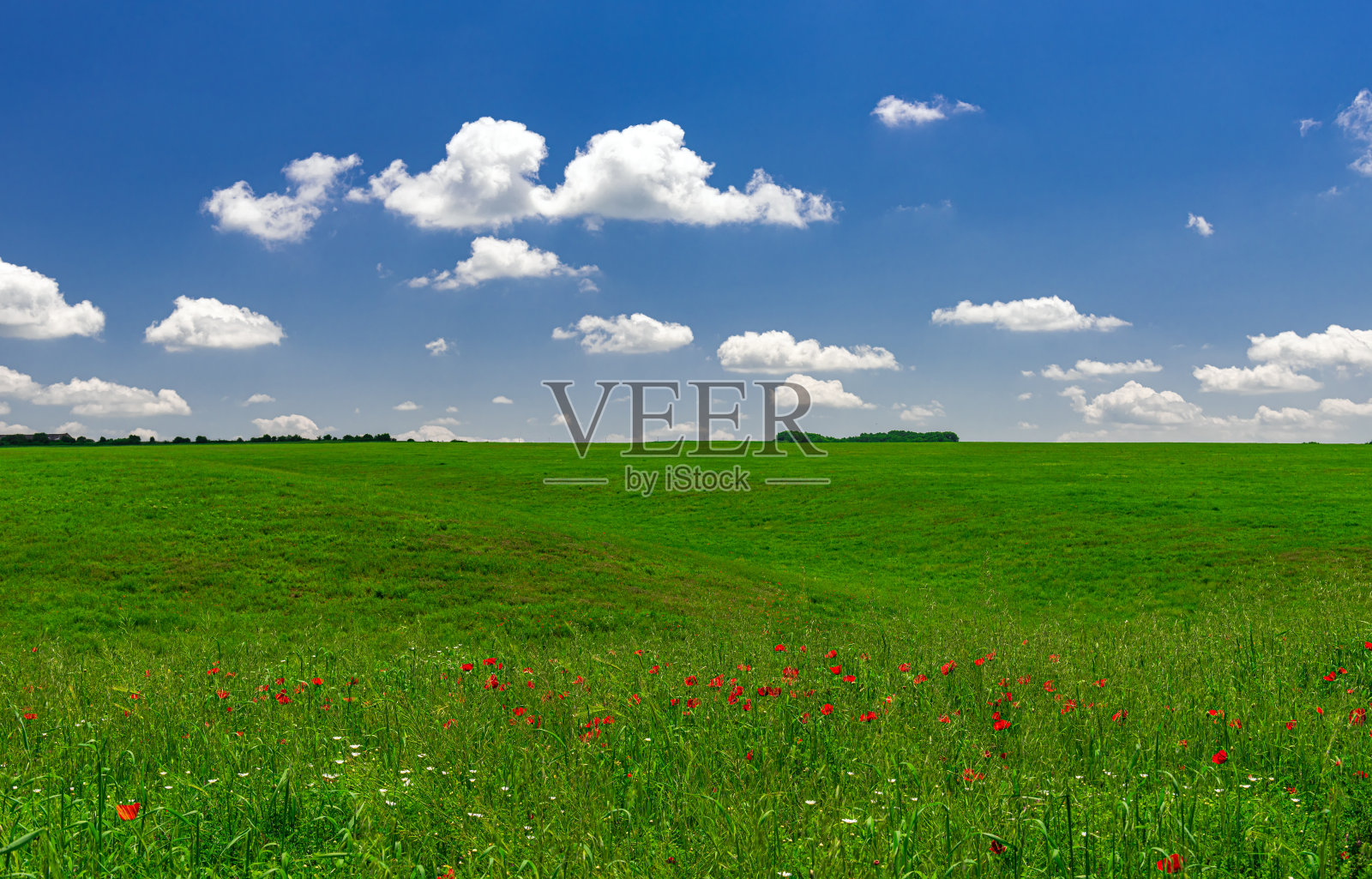 绿色的田野和蓝天白云的全景照片摄影图片