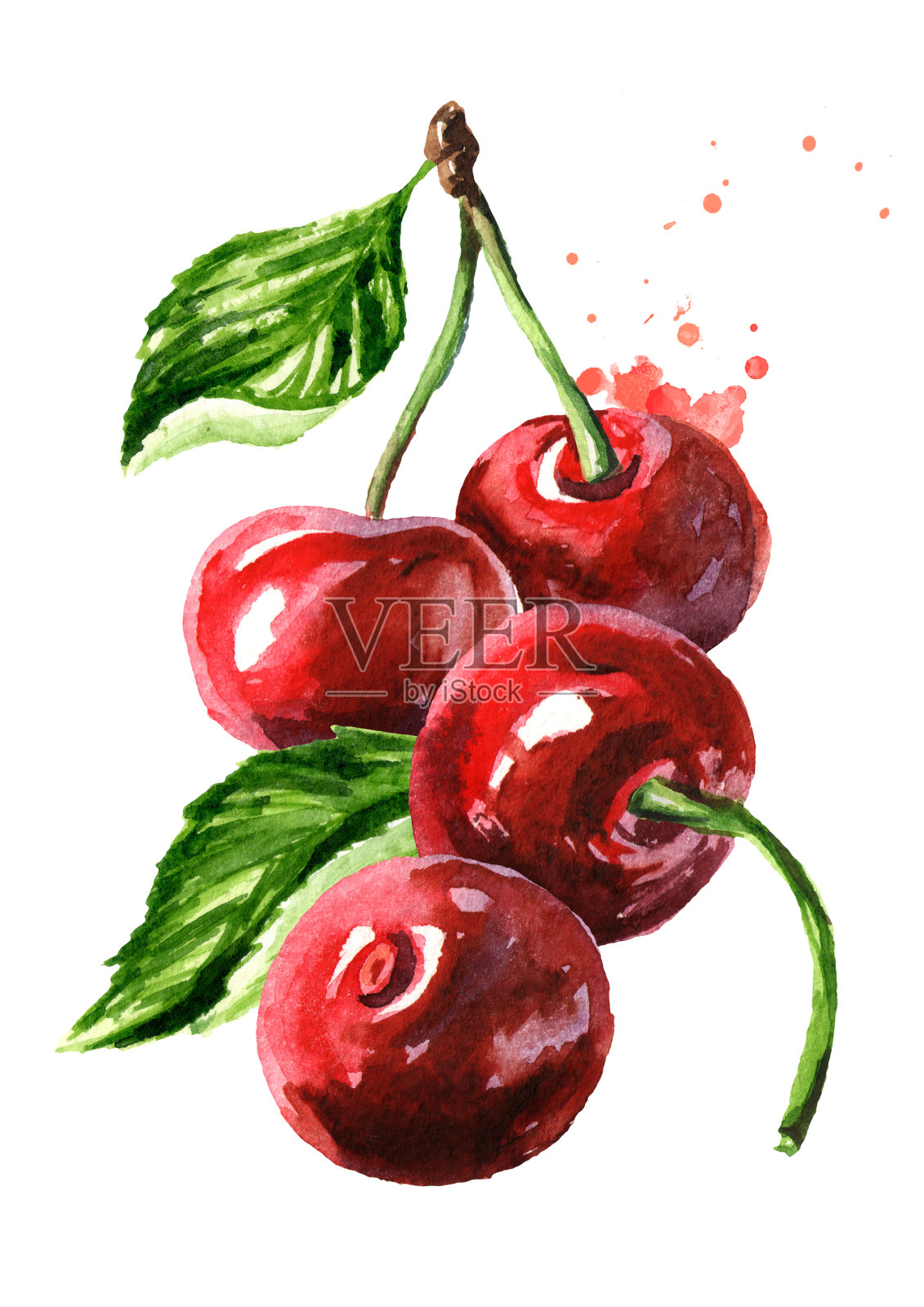 樱桃。成熟的红樱桃。水彩手绘插图孤立的白色背景插画图片素材