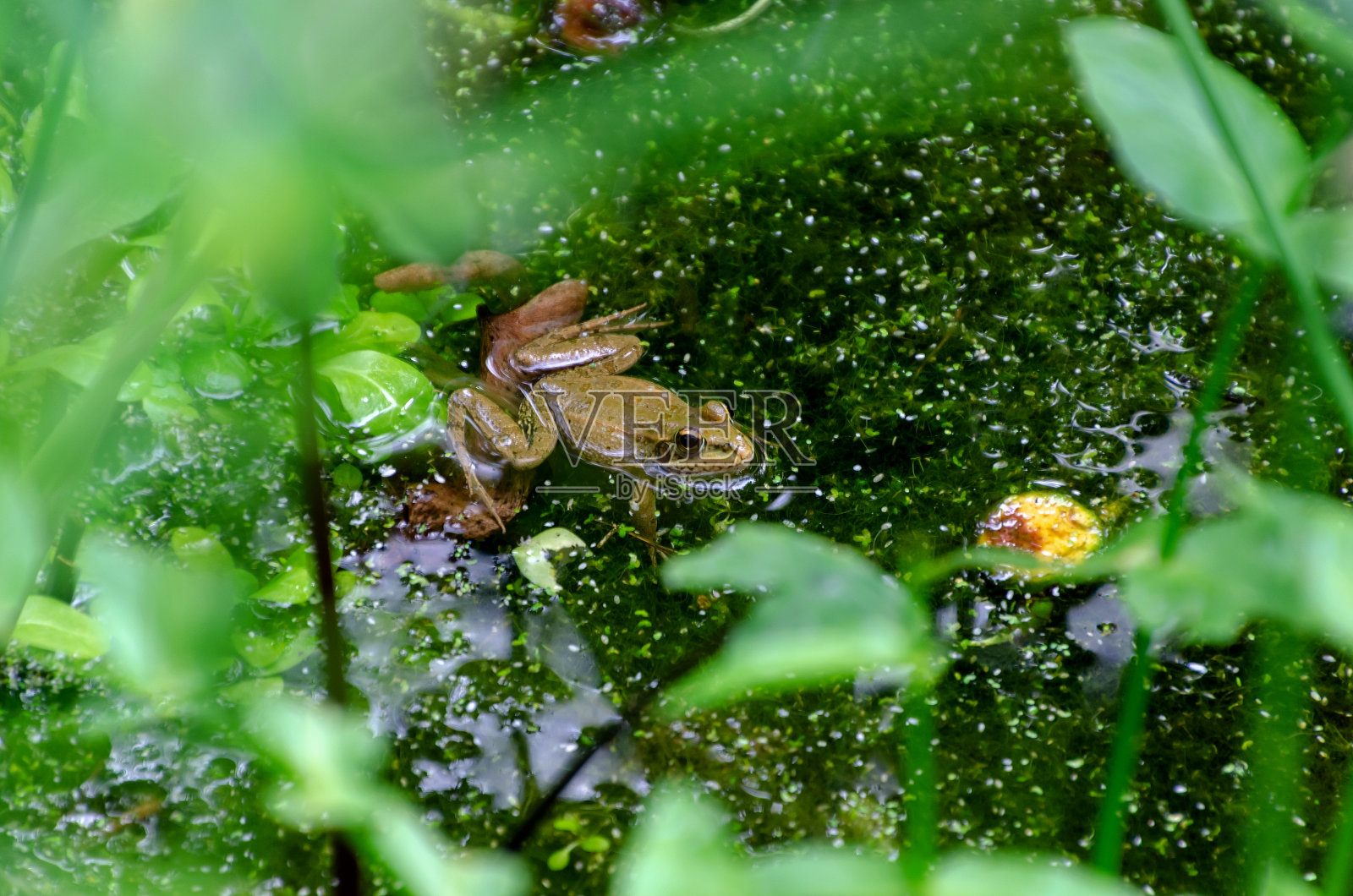 池塘里的青蛙照片摄影图片