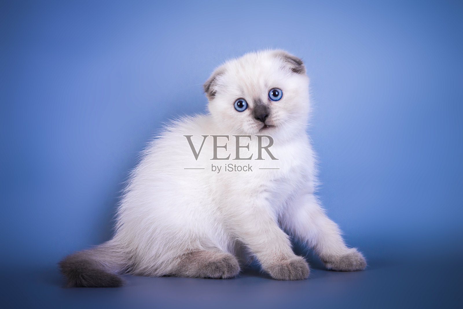 可爱的苏格兰折短毛猫银色点与蓝色眼睛照片摄影图片