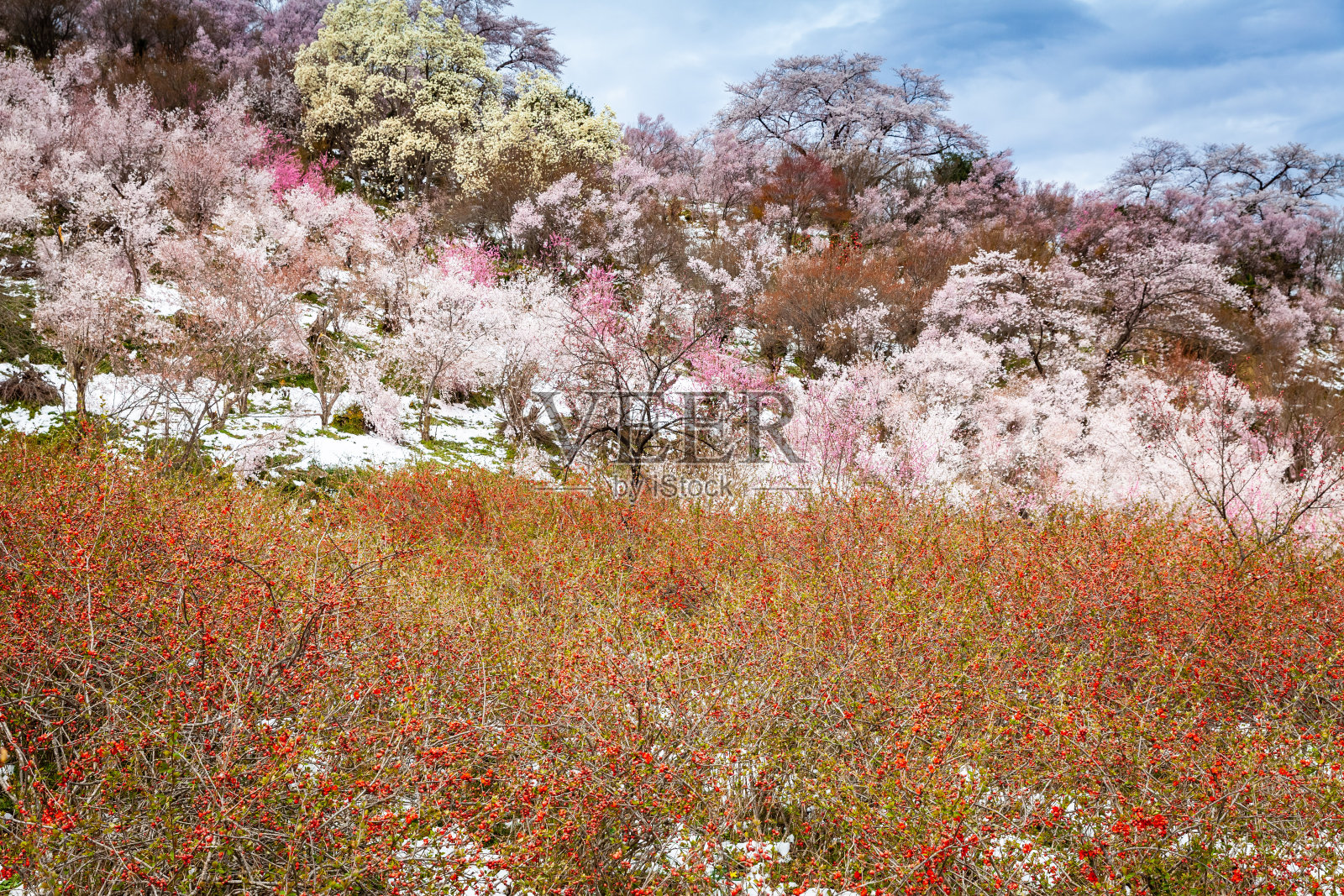 花山公园在春天很出名，那时各种各样的花都在盛开照片摄影图片