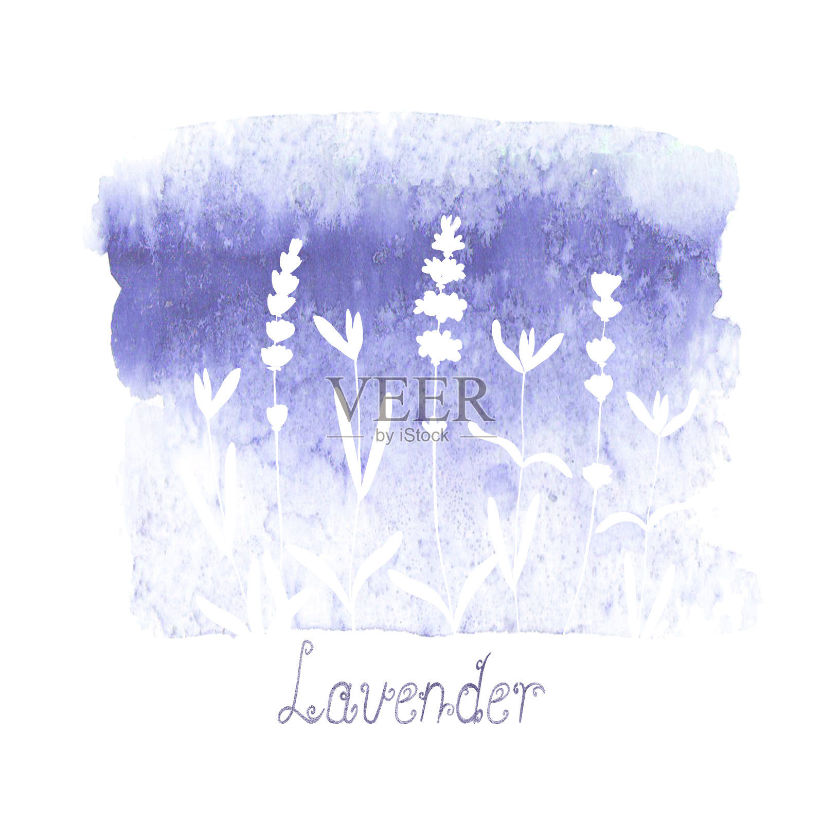 在白色背景上孤立的紫色染色上的薰衣草田图案。水彩手绘花。插画图片素材