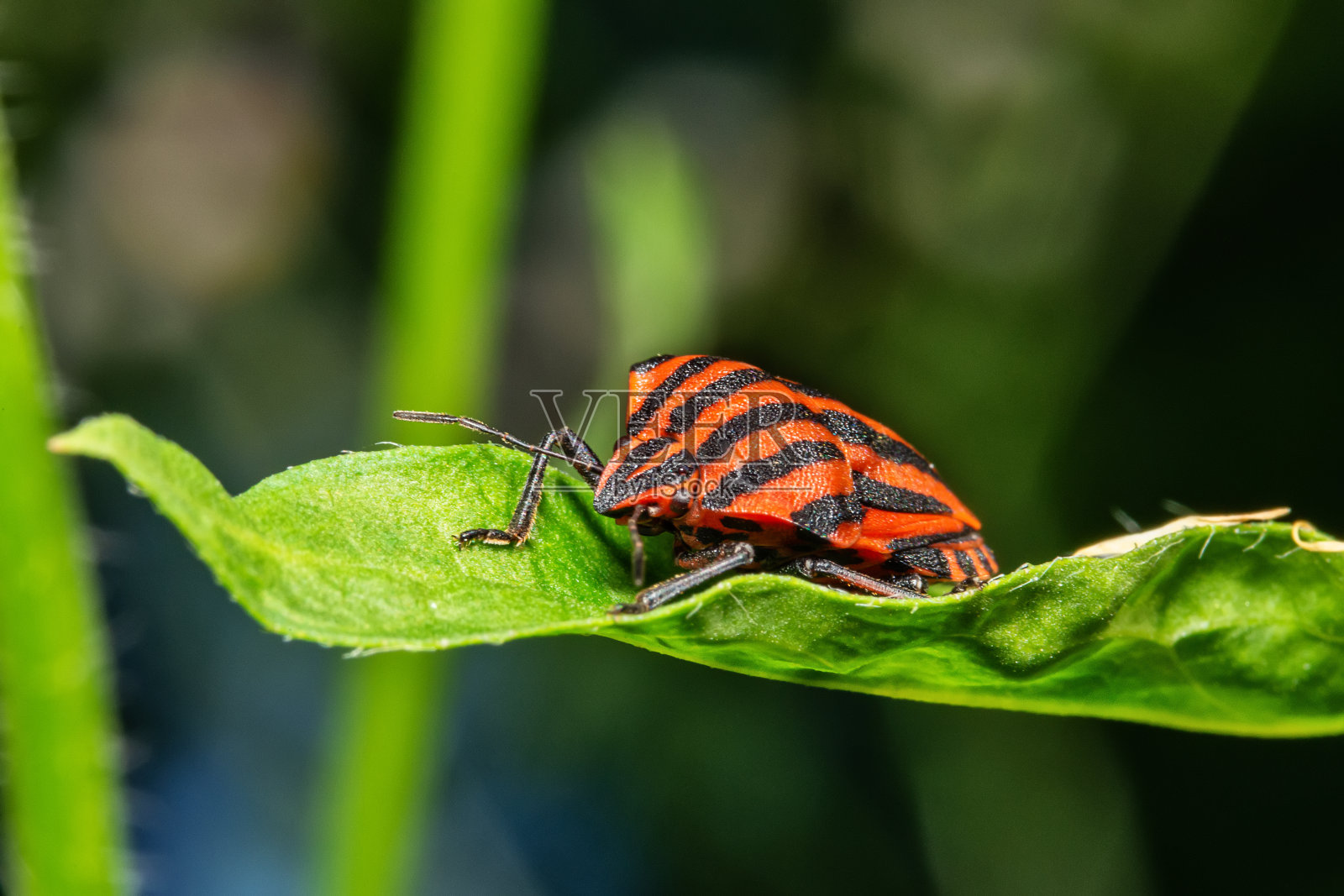 红色和黑色的意大利条纹甲虫或吟诗虫(纹状Graphosoma lineatum)。树叶上的臭虫。照片摄影图片