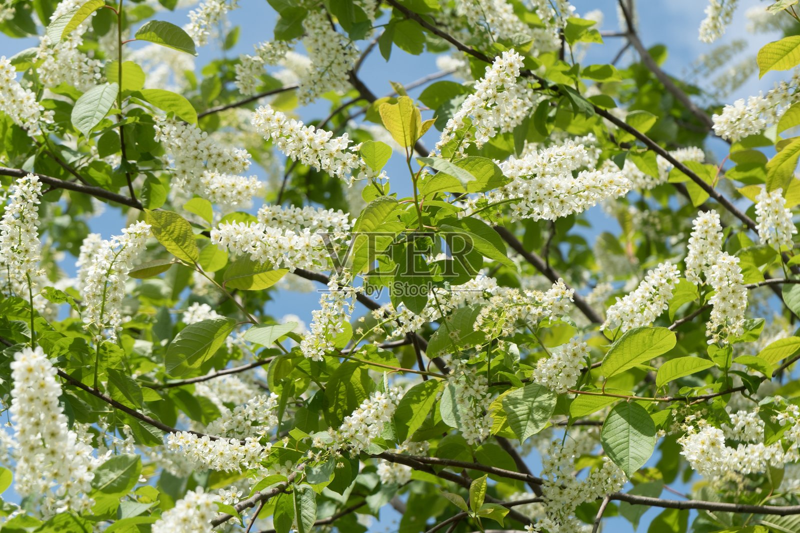 普通樱桃(Prunus padus)的大的白色花序背景。照片摄影图片