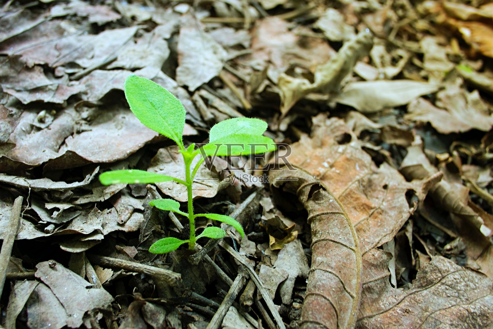 小的绿色植物生长在干燥的叶地上照片摄影图片
