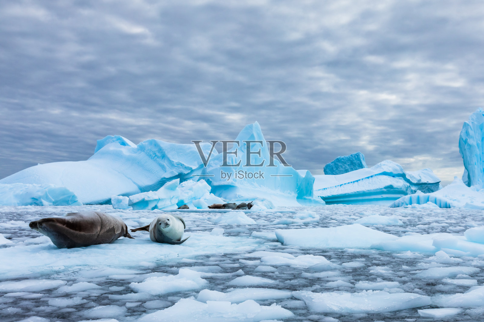 来自南极的令人惊叹的冰冻景观，捕蟹海豹躺在冰山上盯着相机，蓝色的冰和南极半岛令人惊叹的野生动物照片摄影图片