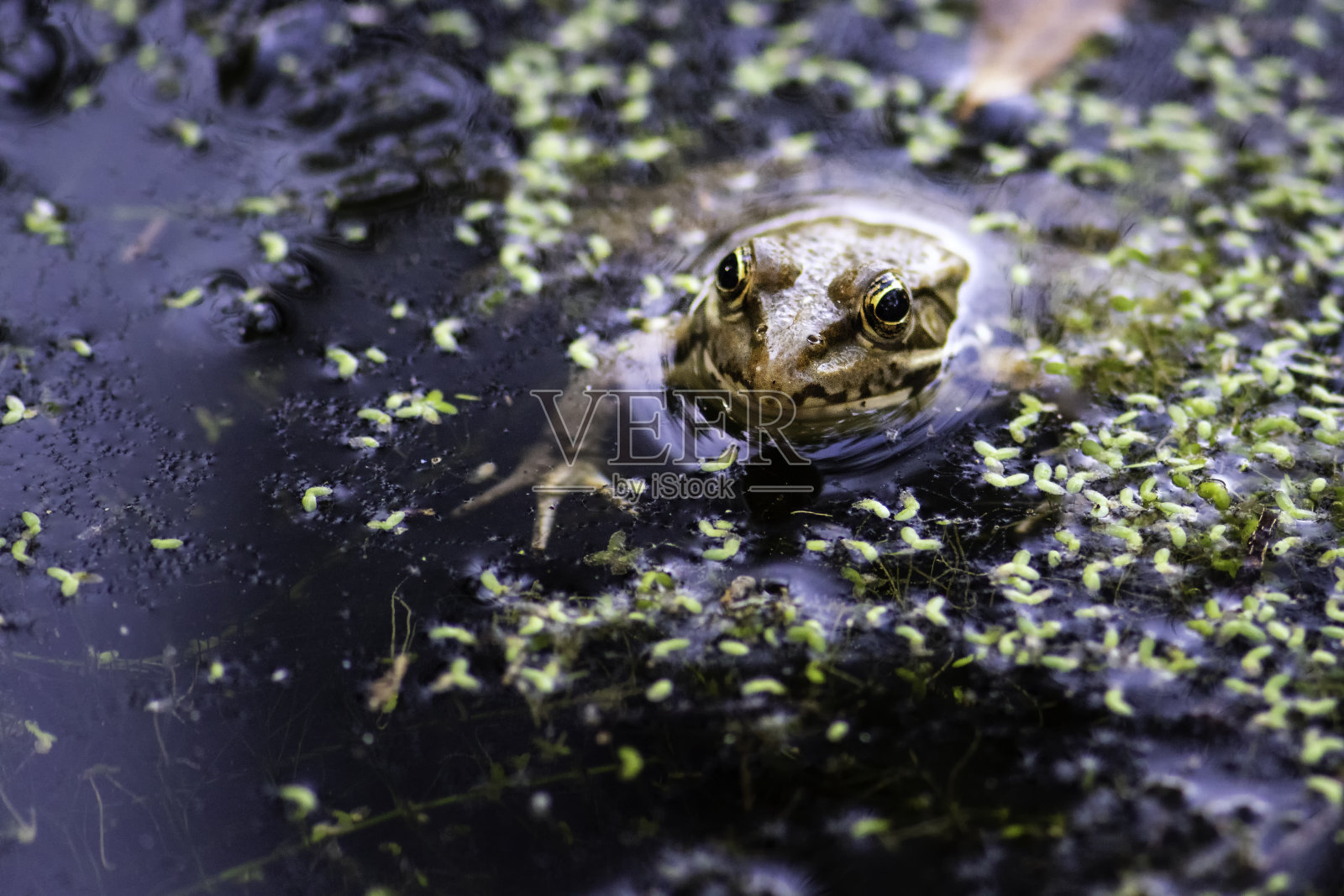 撒丁岛常见的青蛙，在夏天出现在池塘里。照片摄影图片