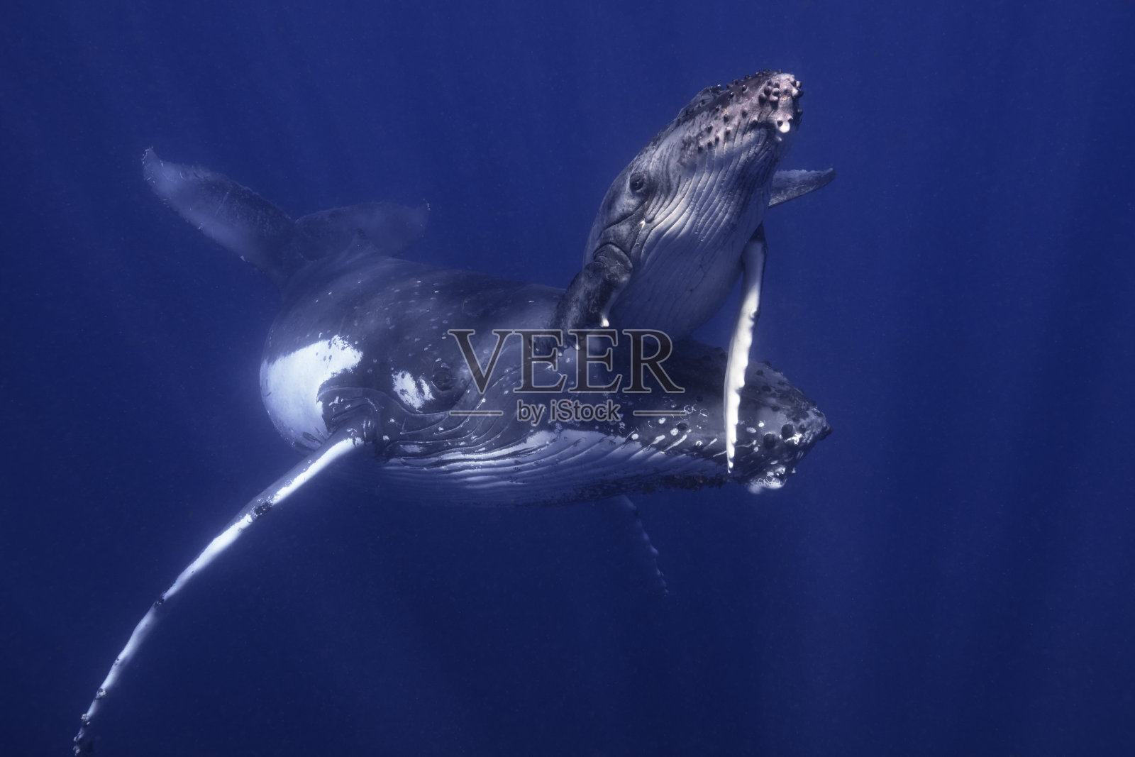 蓝水中的母座头鲸和幼鲸照片摄影图片