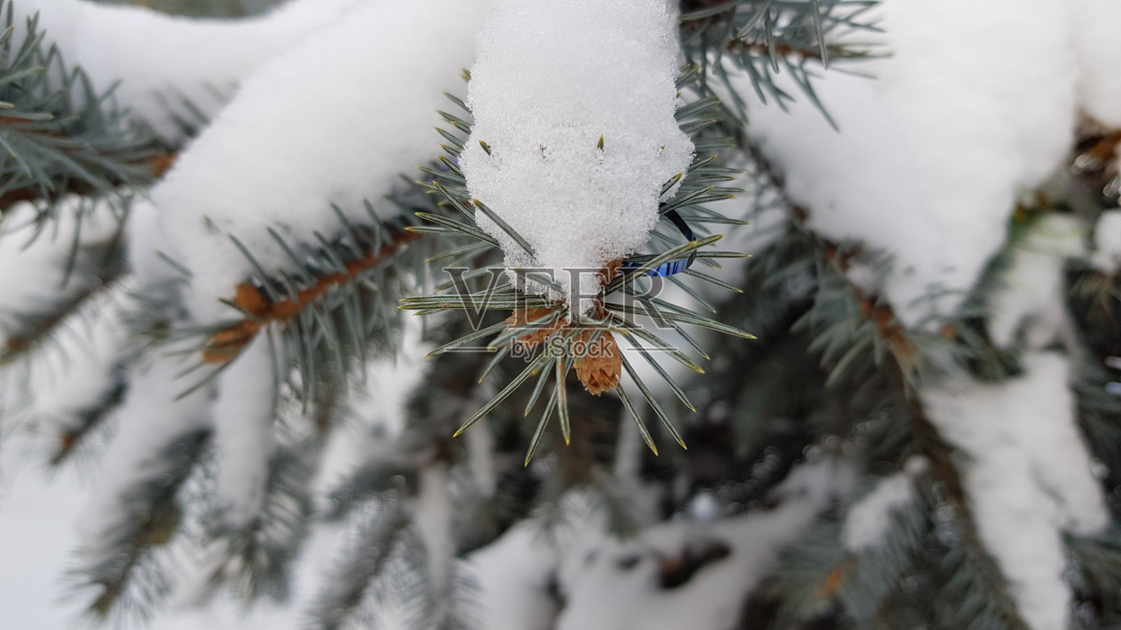 翠绿的针叶树针叶上的冷杉树枝上覆盖着蓬松的白雪。雪云杉树枝纹理。冬季天气后的户外景象降雪。自然季节的背景。照片摄影图片
