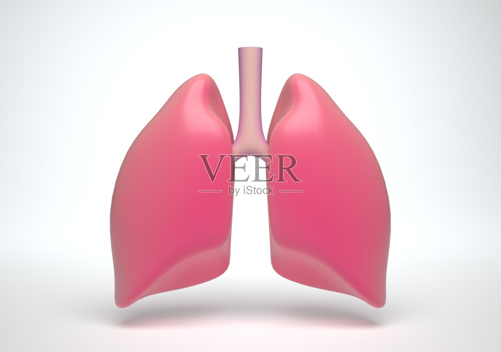 粉红色的肺解剖彩色画在一个白色的背景。3 d渲染。照片摄影图片