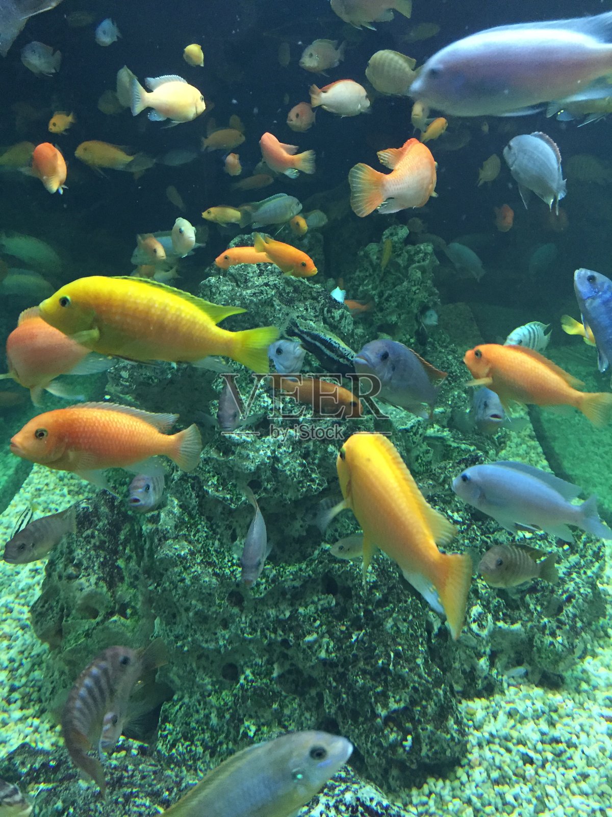 五颜六色的鱼在水下照片摄影图片