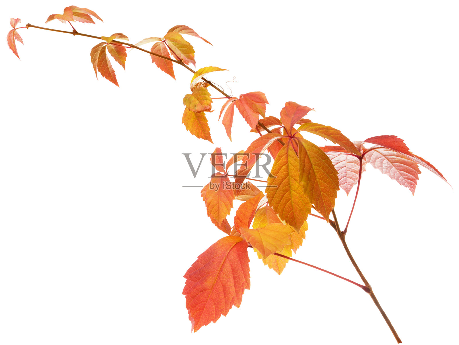 孤立的藤叶。白色背景上的野葡萄枝上的秋天的黄叶和红叶照片摄影图片