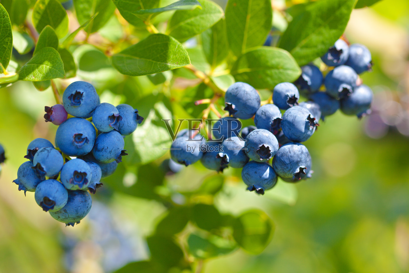 新鲜的蓝莓在果园农场的蓝莓丛中照片摄影图片