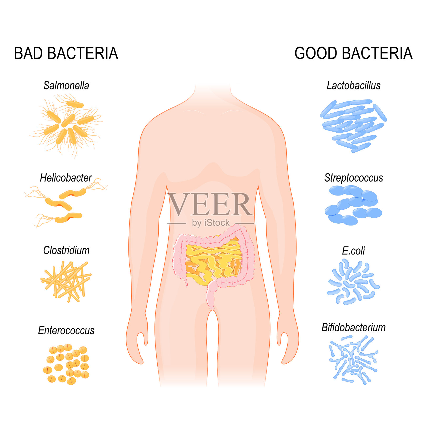 好的,坏的细菌。肠道菌群插画图片素材
