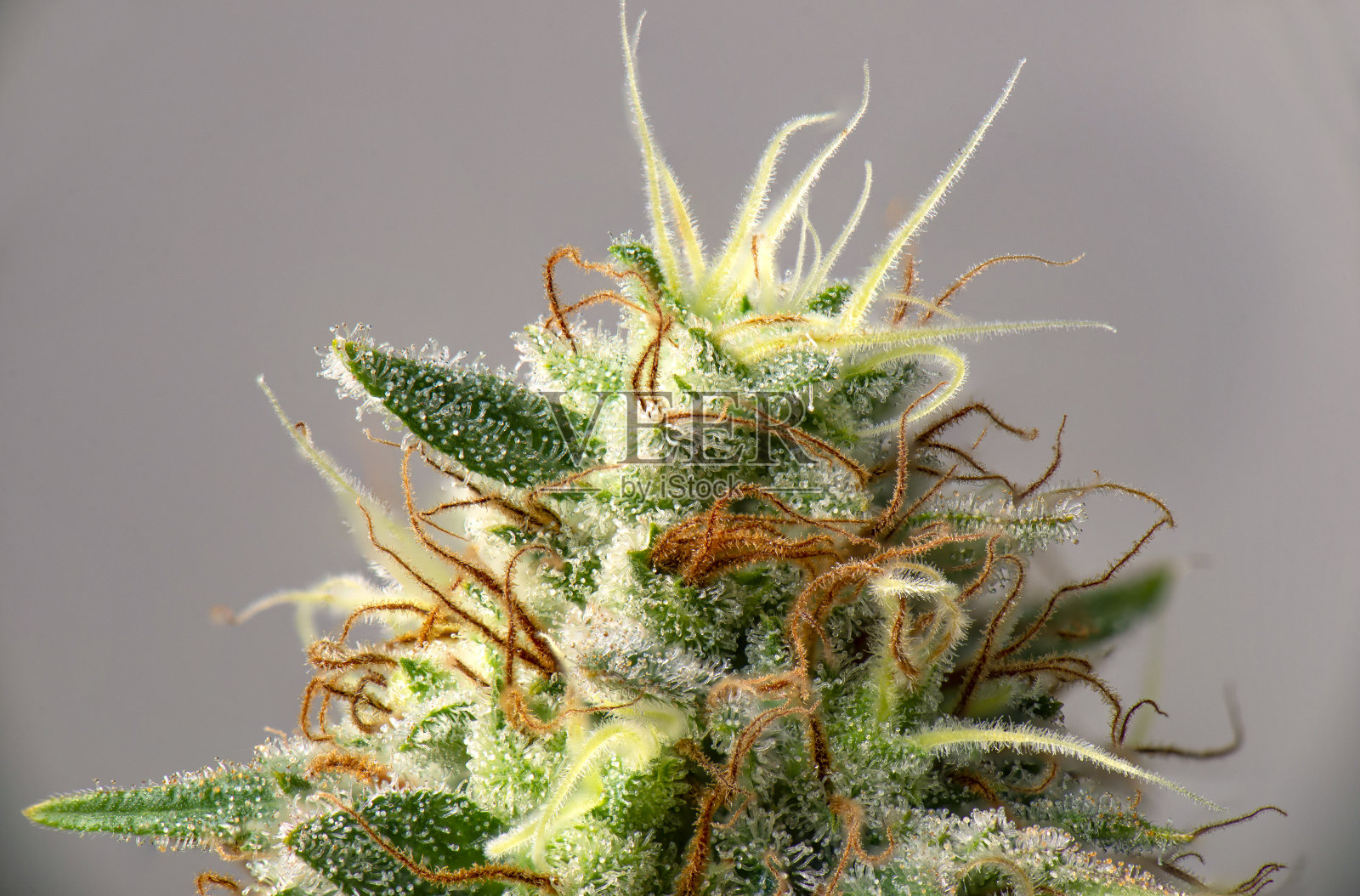 大麻花(白色临界品系)具可见毛状体照片摄影图片