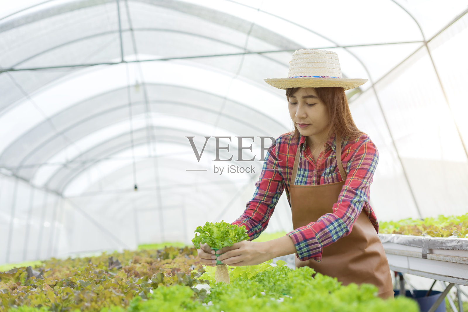在水培蔬菜农场工作的年轻人的肖像照片摄影图片