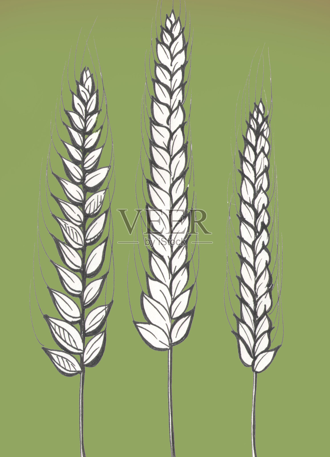 绿色背景上的三粒小麦插画图片素材