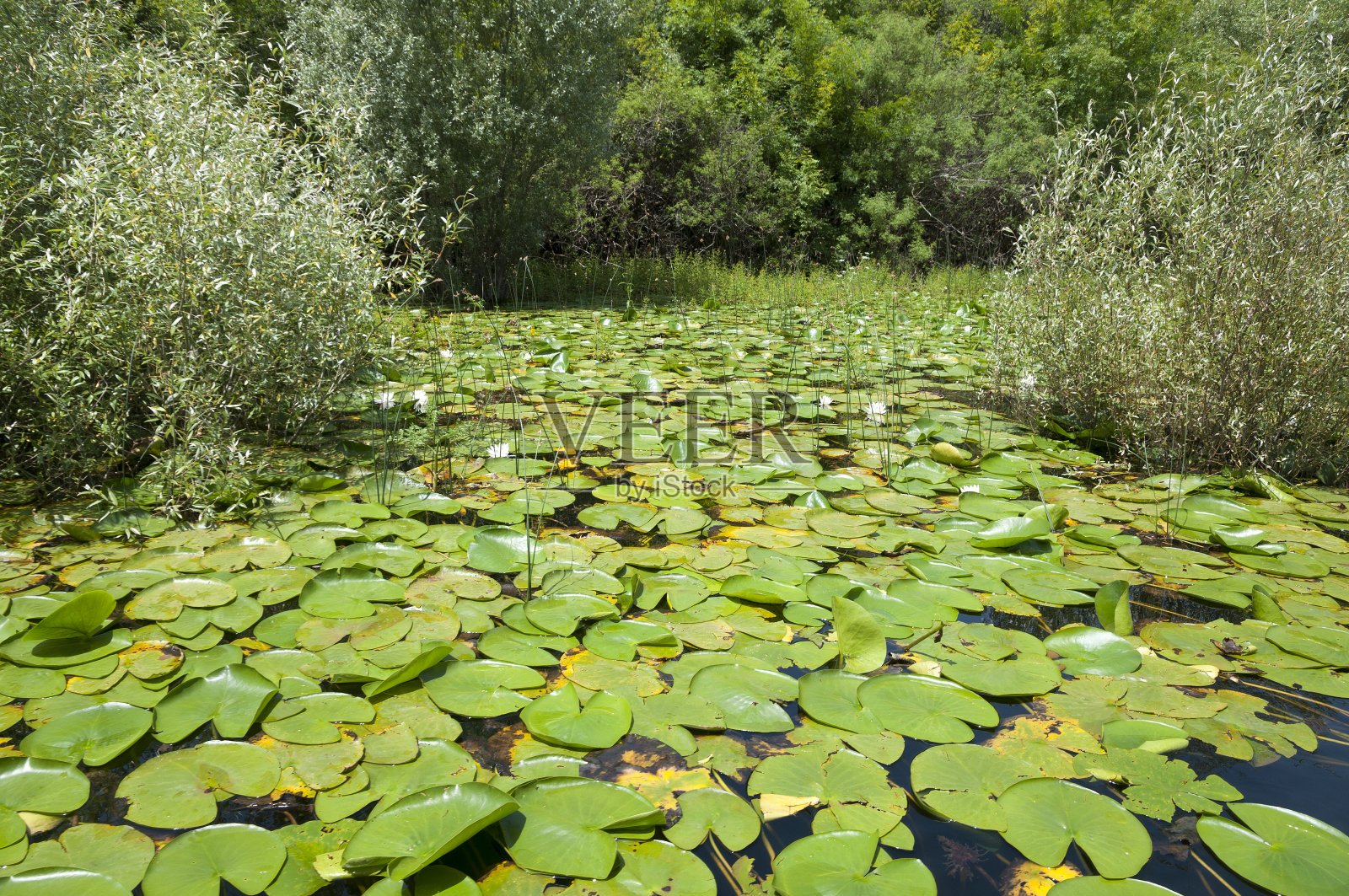 黑山Skader湖的水厂照片摄影图片