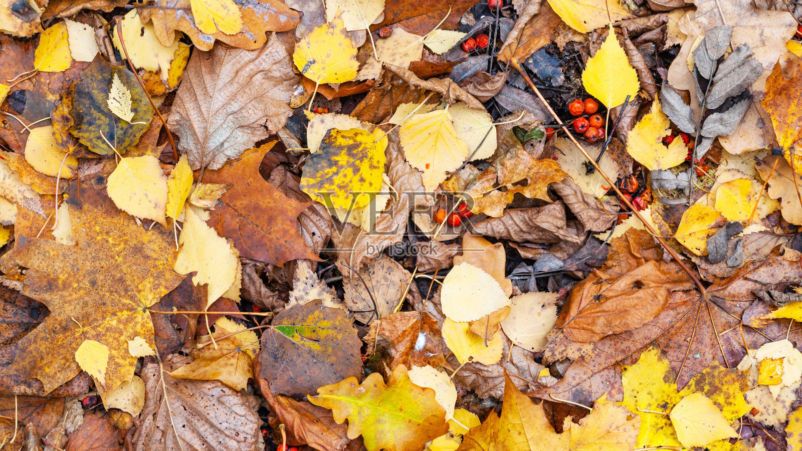 晚秋的地面上湿漉漉的落叶照片摄影图片