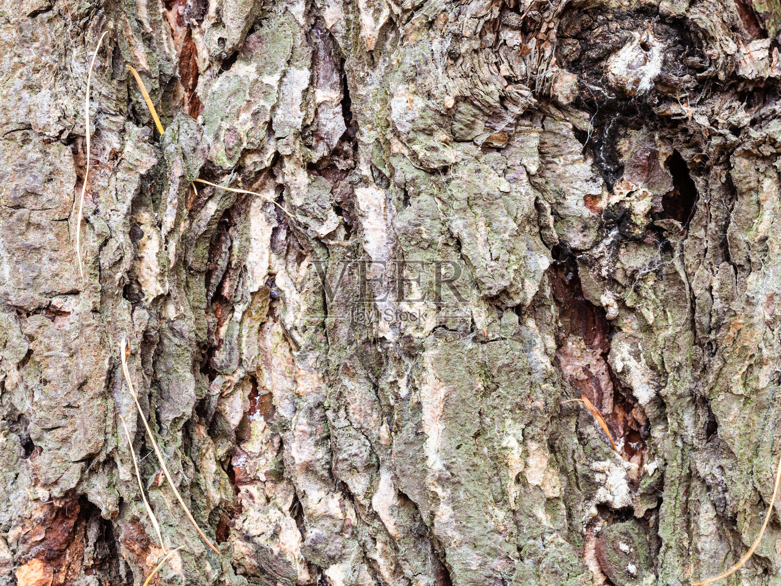 落叶松成熟树干上的多瘤树皮照片摄影图片
