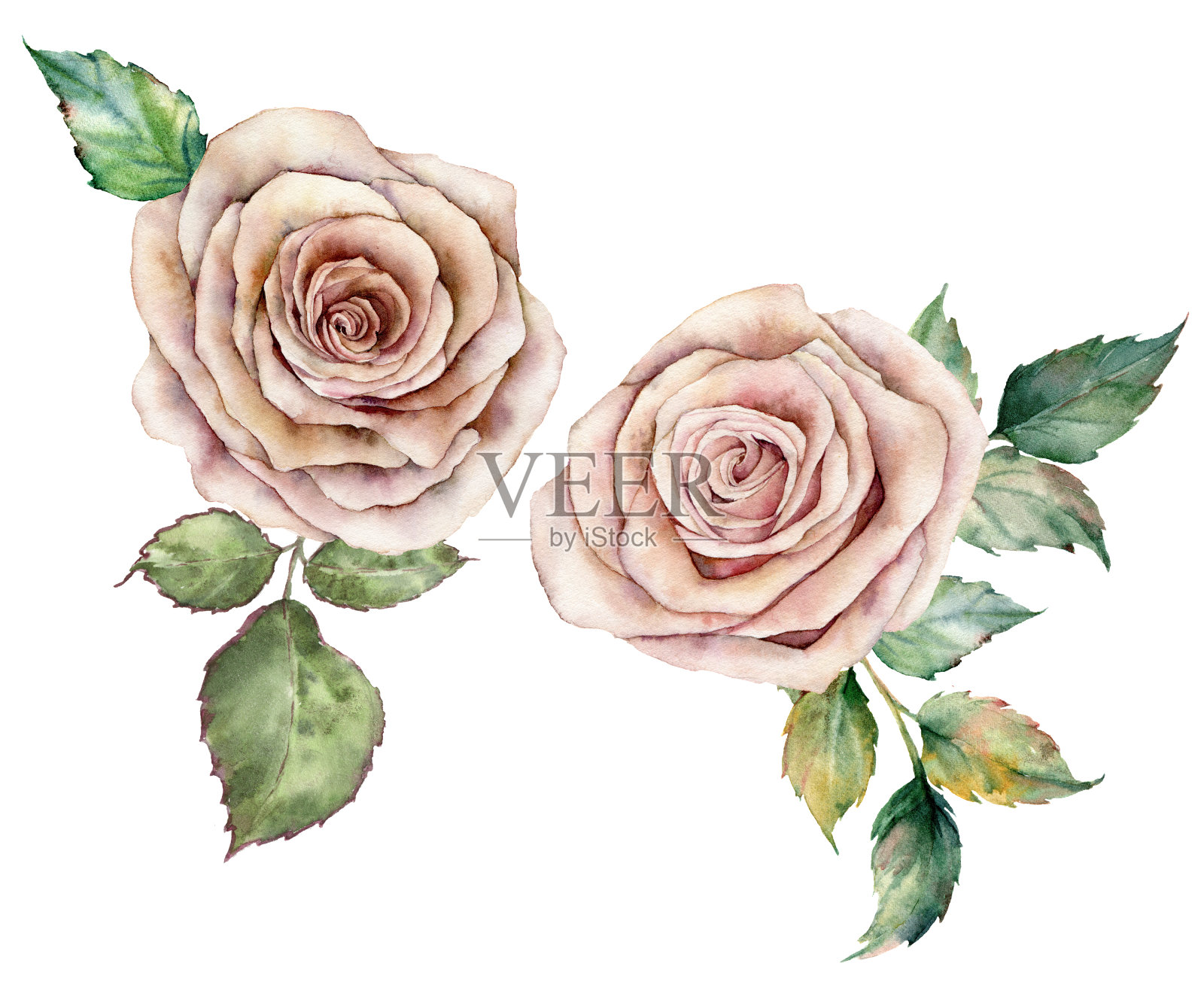 水彩玫瑰和树叶卡片。手绘花的组成与花和叶孤立在白色的背景。植物年份插图设计，印刷或背景。插画图片素材