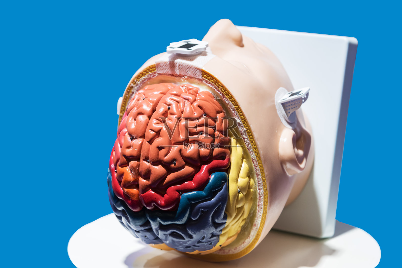 人脑解剖模型照片摄影图片