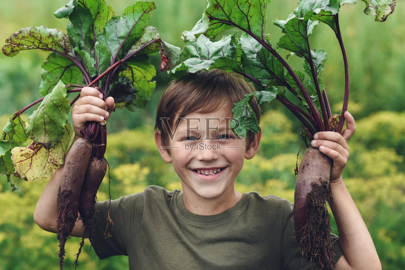 一个小男孩在菜园里种甜菜照片摄影图片