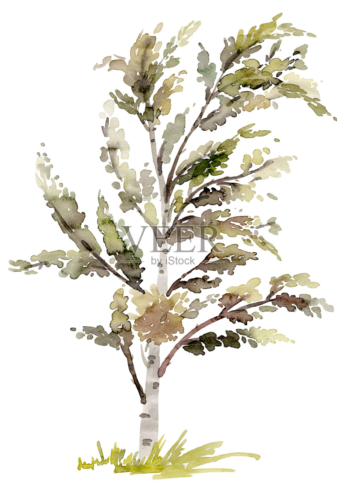 桦树水彩画在白色的背景上设计元素图片