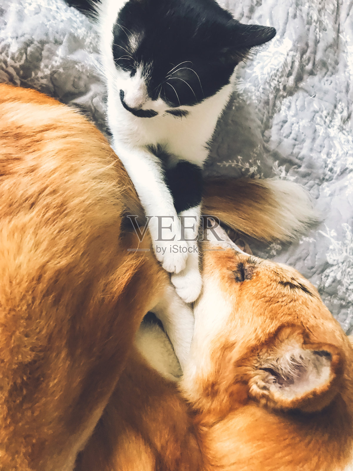 可爱的狗和猫一起睡在床上，俯视图。可爱的金狗和小猫一起睡觉，拥抱，舒适舒适的时刻。手机照片照片摄影图片