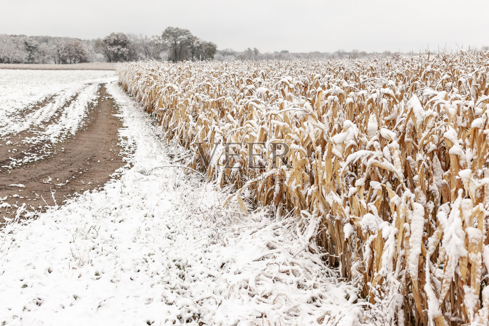 农场小路和玉米地上的雪。照片摄影图片