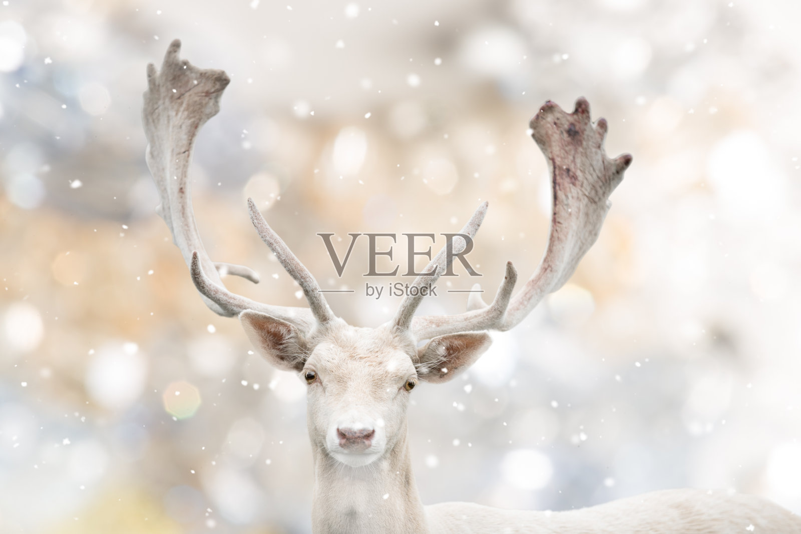 白色的休閒鹿在冬天的肖像。照片摄影图片