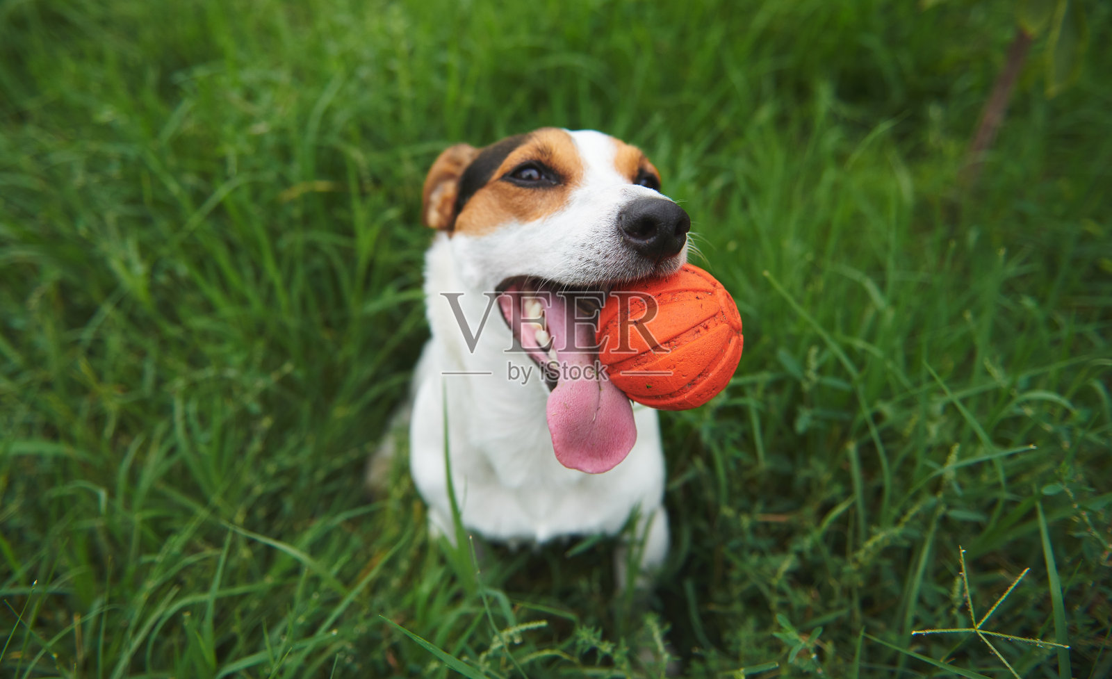 杰克罗素梗犬，嘴里叼着一个玩具球照片摄影图片