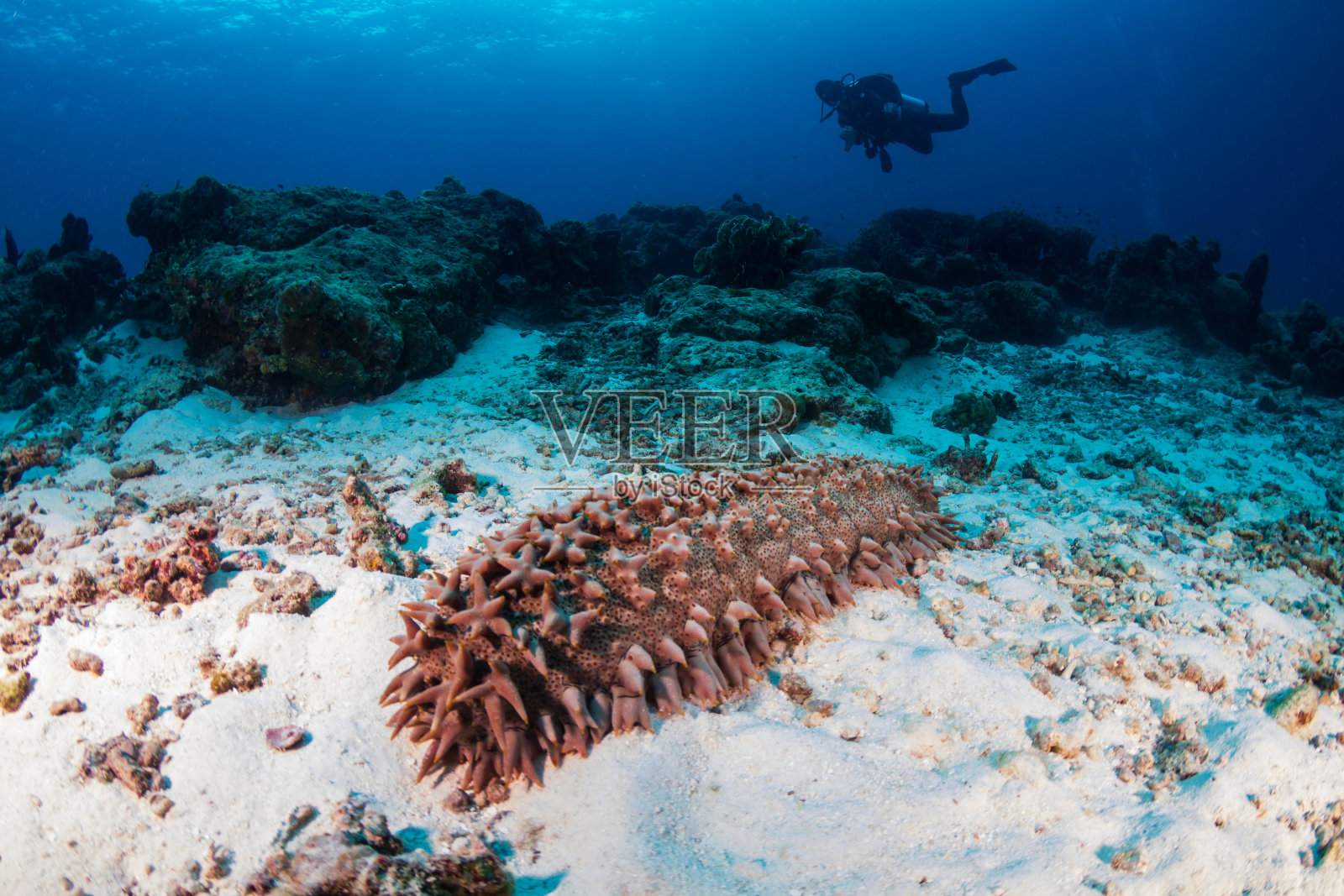 在泰国热带珊瑚礁的沙上进食的大海参照片摄影图片