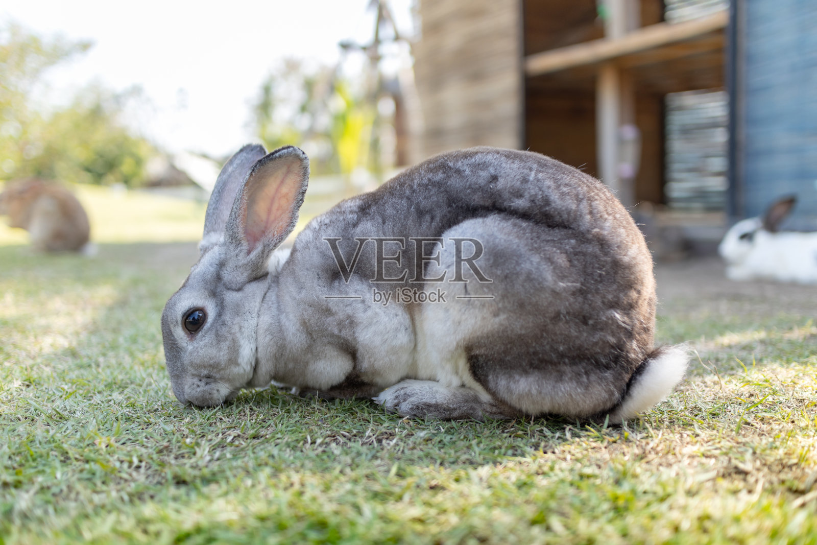 灰色可爱的兔子坐在草地上照片摄影图片