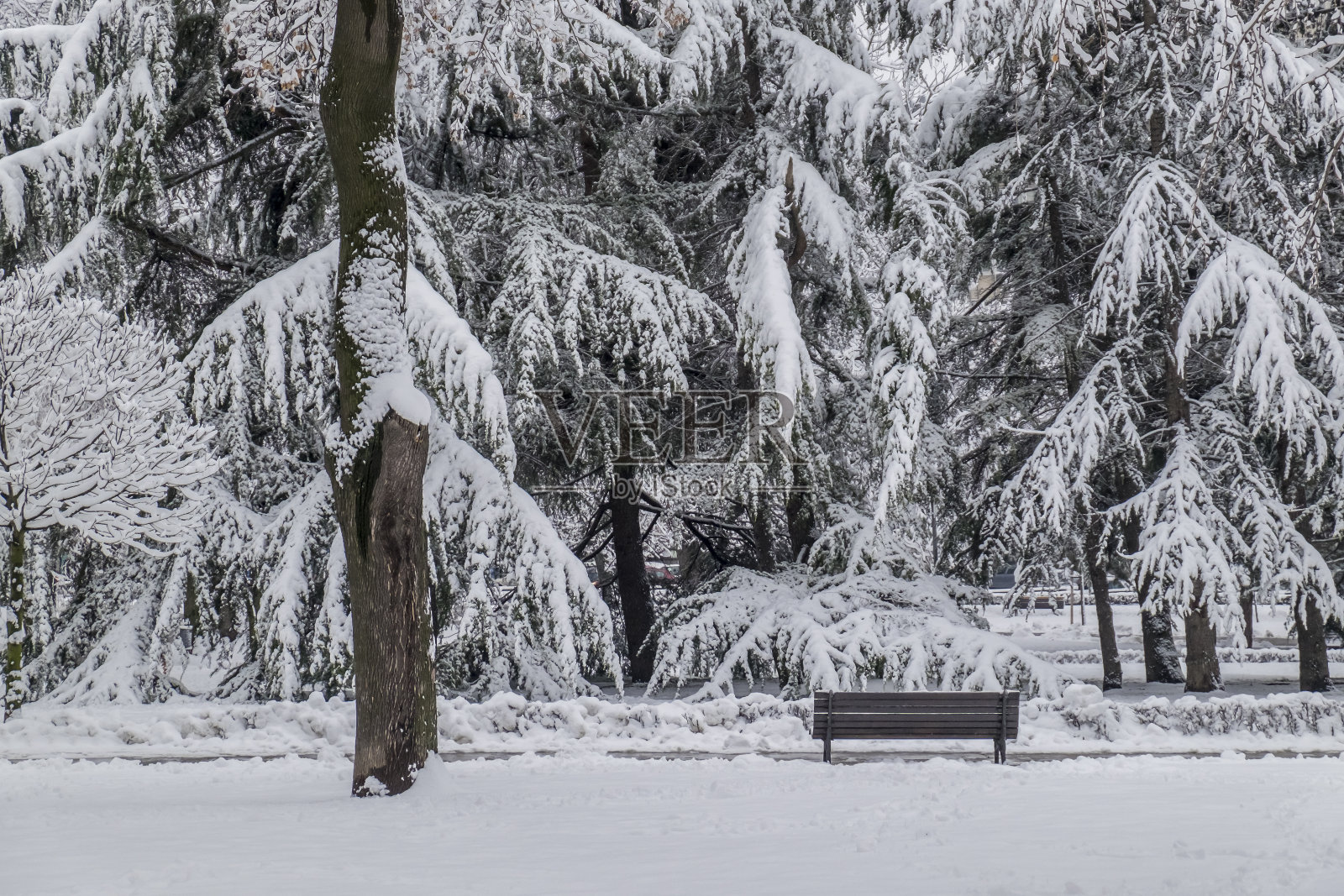 冬季公园里的长椅照片摄影图片