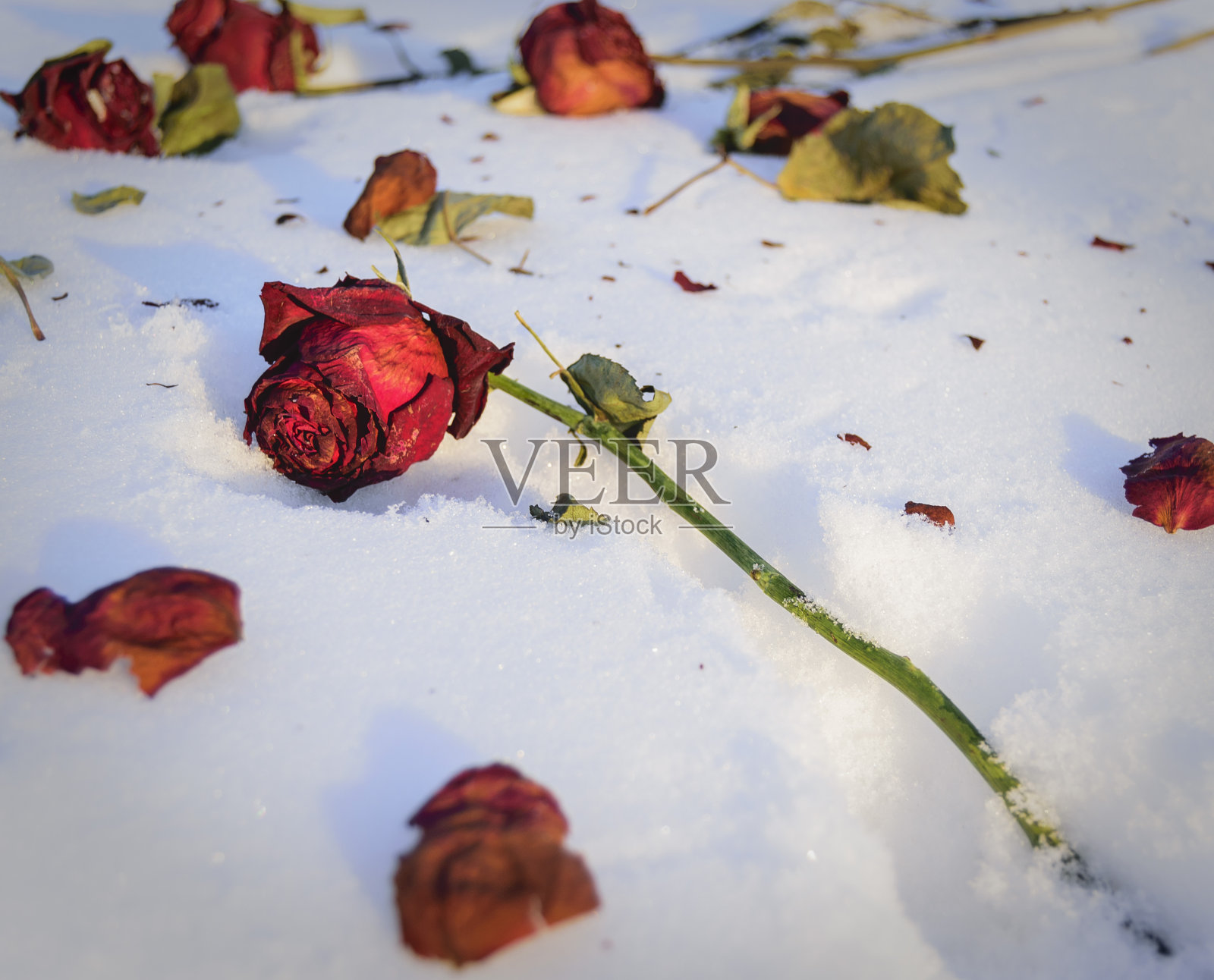 雪中散落着古老的红玫瑰。照片摄影图片
