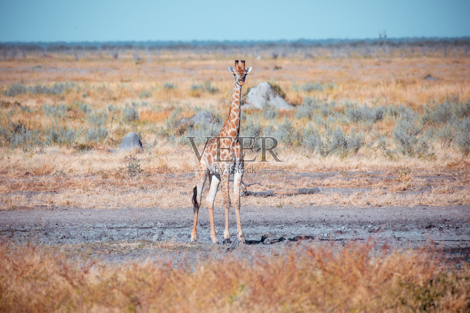 南非长颈鹿幼崽丘比，博茨瓦纳狩猎旅行照片摄影图片