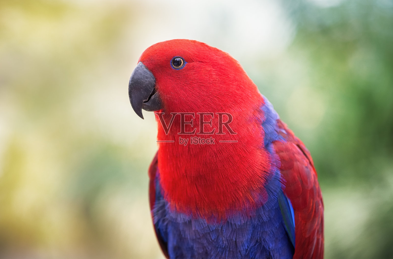 红蓝鹦鹉-自然环境中的长尾小鹦鹉。野鸟的特写。红蓝鹦鹉-自然环境中的长尾小鹦鹉。野鸟的特写照片摄影图片