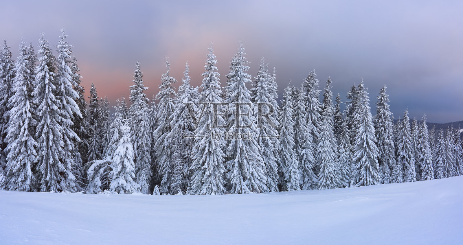全景式的覆盖着霜冻的树在雪堆和戏剧性的天空。寒冷的冬天，多雾的早晨。日出照亮了天空和地平线。地点:欧洲，乌克兰，喀尔巴阡。照片摄影图片